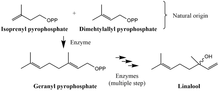 Figure 1: Pathway A - Linalool biosynthetic pathway