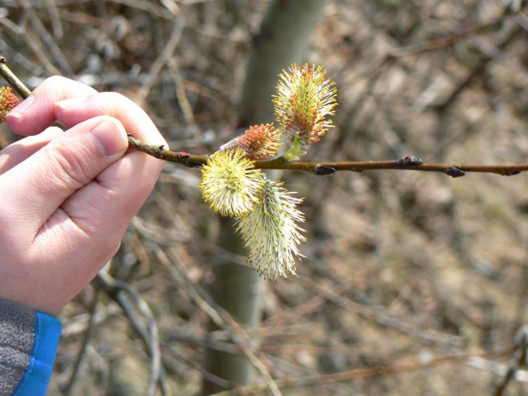 Figure 1. Gros plan de fleurs mâles de Salix discolor. La couleur jaune provient du pollen à l'extrémité des étamines dressées.